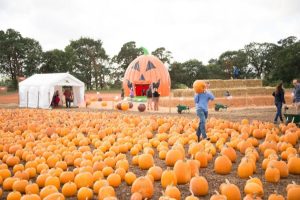 A pumpkin patch can be more than just ground to grow pumpkins on