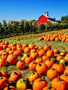 Pumpkin patches are a wonderful business idea for countryside residents