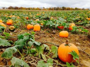 The amount of land you need depends on your pumpkin type