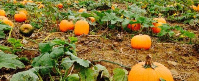 The amount of land you need depends on your pumpkin type The amount of land you need depends on your pumpkin type