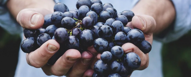 A bunch of ripe grapes. bunch of grapes