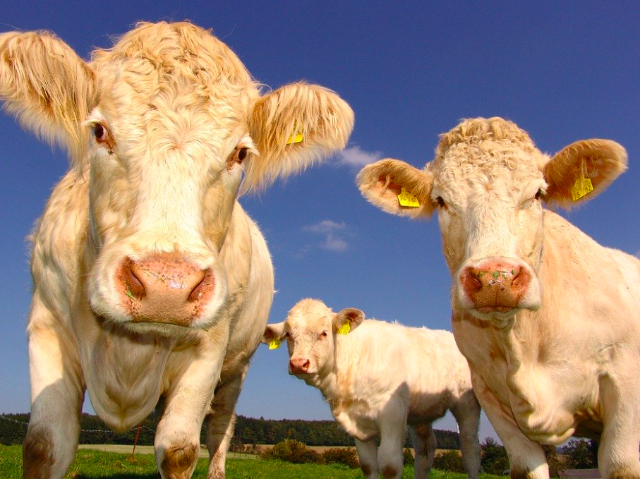 curious cattle 
