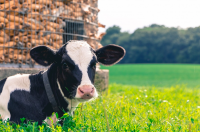 vache journalière