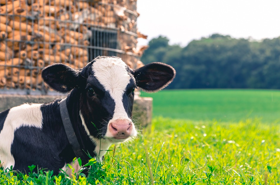 388 Hand Picked Dairy Farm Name Ideas You Can Use