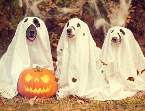 225+ “Scream-Worthy” Halloween Marketing Slogans and Taglines