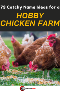 73 Catchy Name Ideas for a Hobby Chicken Farm