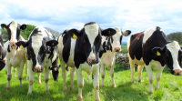 Holstein Cattle 