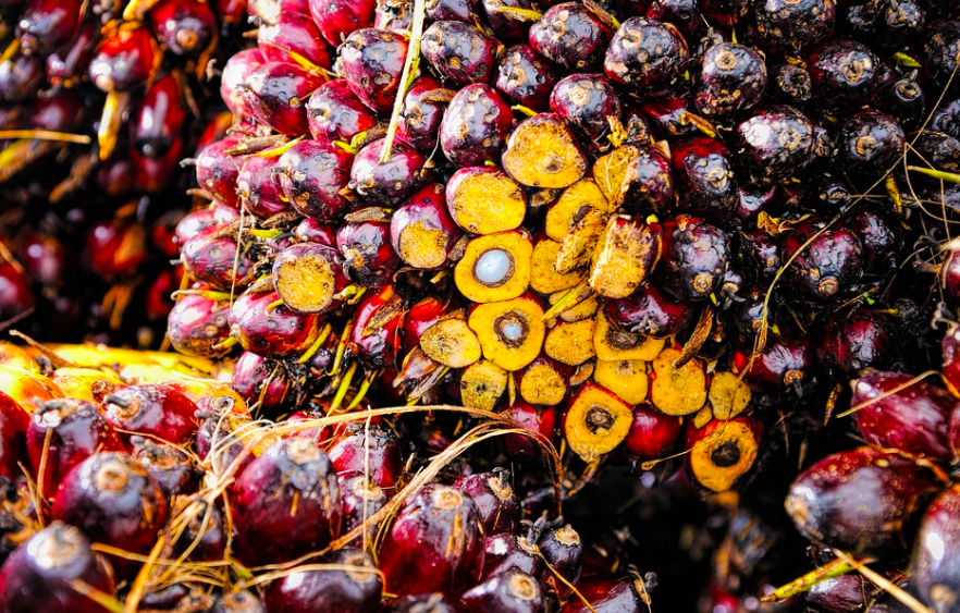 palm oil kernels