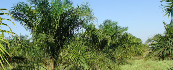 A palm oil tree. palm oil tree