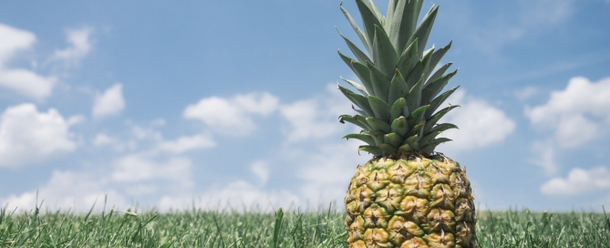 Pineapple. pineapple