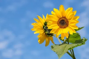 sunflowers are yellow