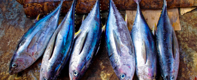 Fresh caught tuna. tuna fish