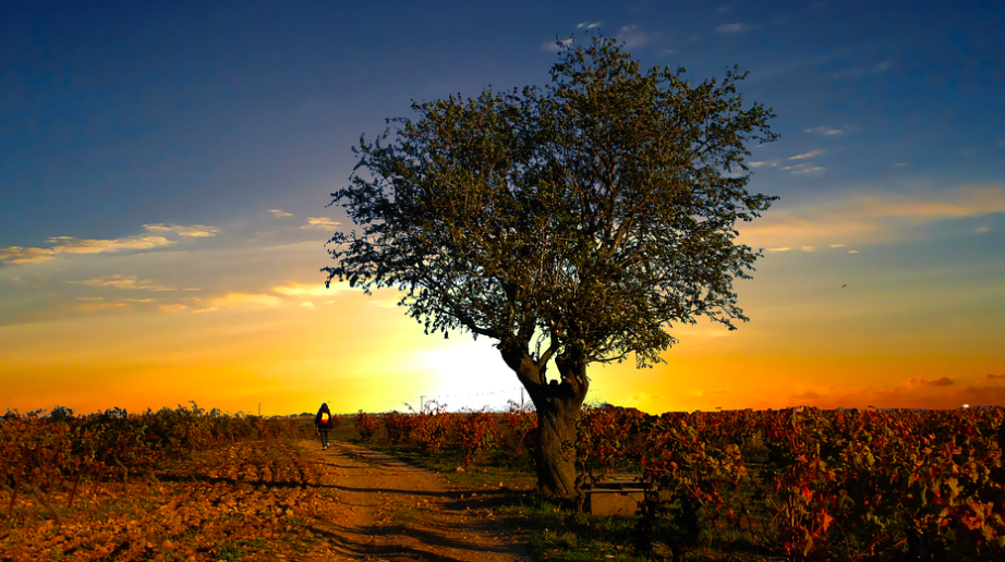 vineyard sunset 