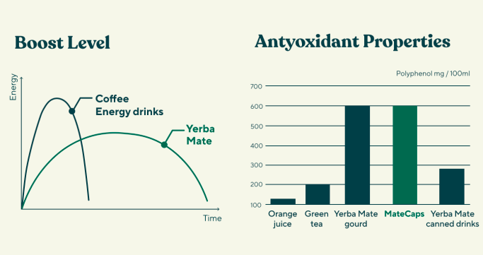 yerba mate vs tea and coffee